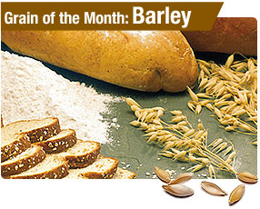 Barley: Hordeum vulgare, Gramineae.